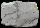 Metasequoia (Dawn Redwood) Fossil - Montana #62359-1